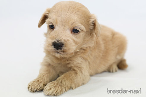 成約済の神奈川県のマルプー:マルチーズ×トイプードル-308951の3枚目